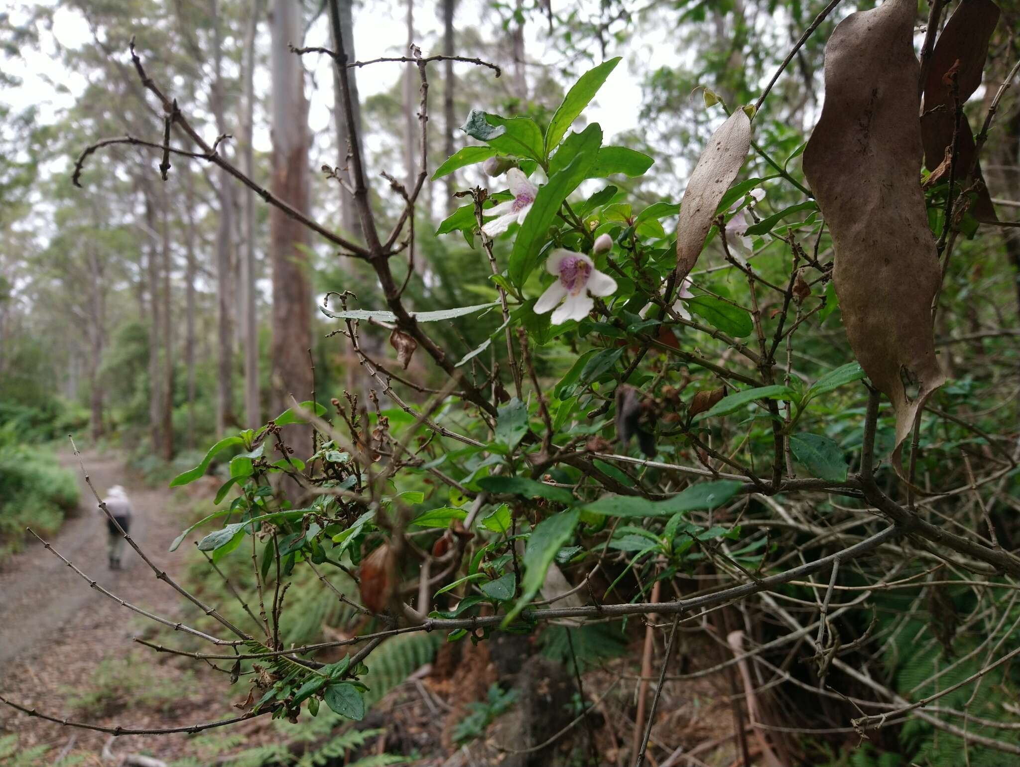 Image of Prostanthera lasianthos Labill.