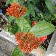 Ixora chinensis Lam. resmi