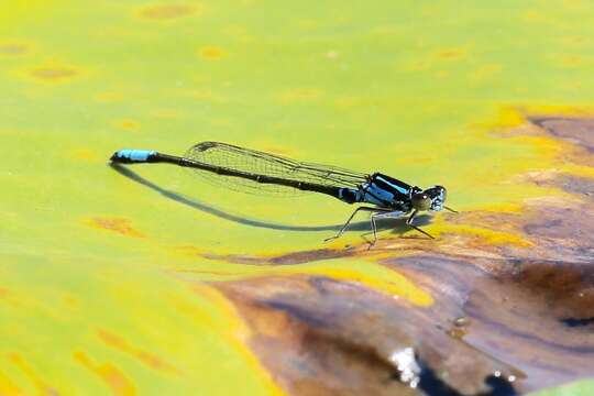 Image of Lilypad Forktail