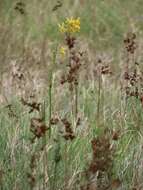 Image de Eulophia angolensis (Rchb. fil.) Summerh.