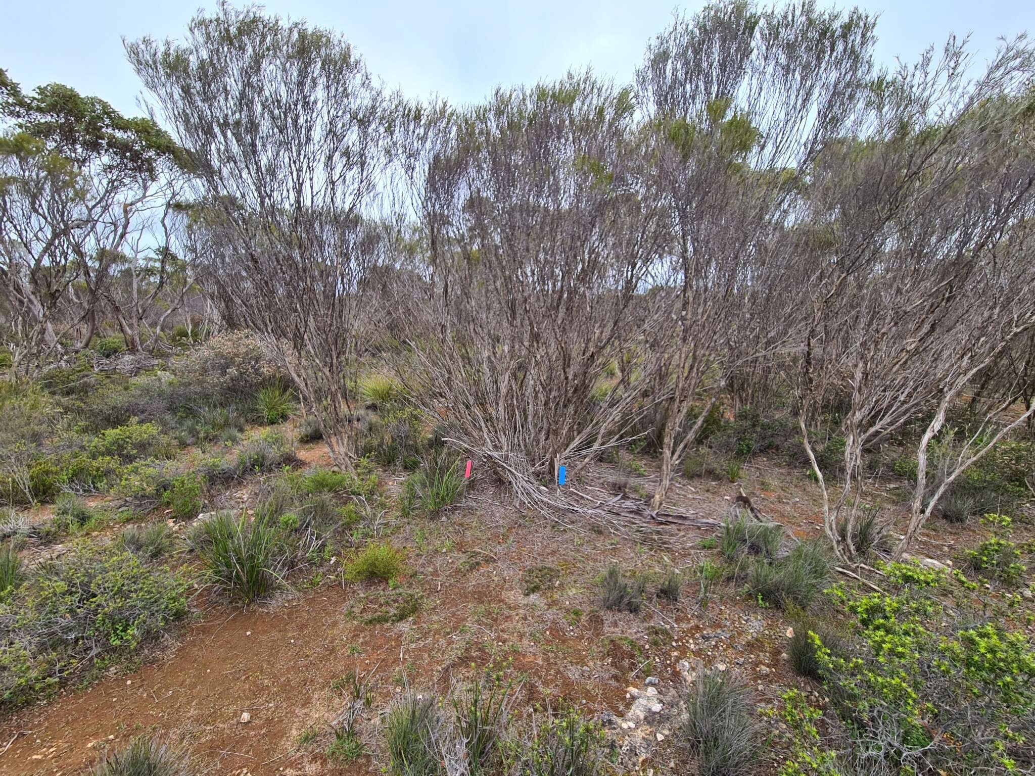 Image of Prasophyllum goldsackii J. Z. Weber & R. J. Bates