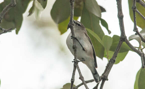 Imagem de Gerygone levigaster Gould 1843