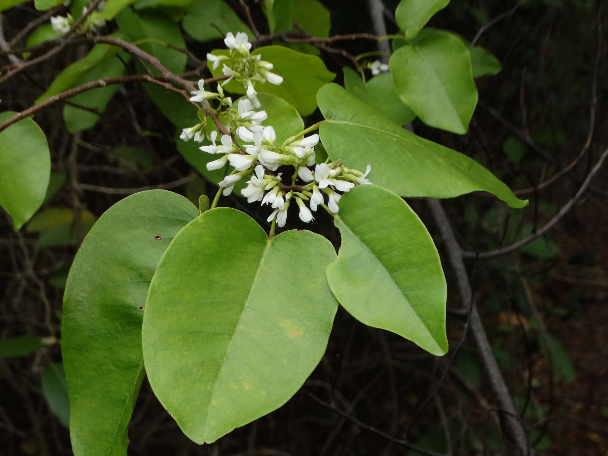 Image of Browne's Indian-Rosewood