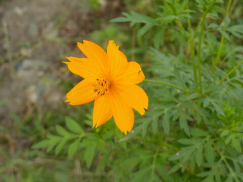 Image de Cosmos sulphureus Cav.