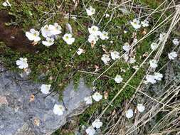 Слика од Ourisia caespitosa Hook. fil.