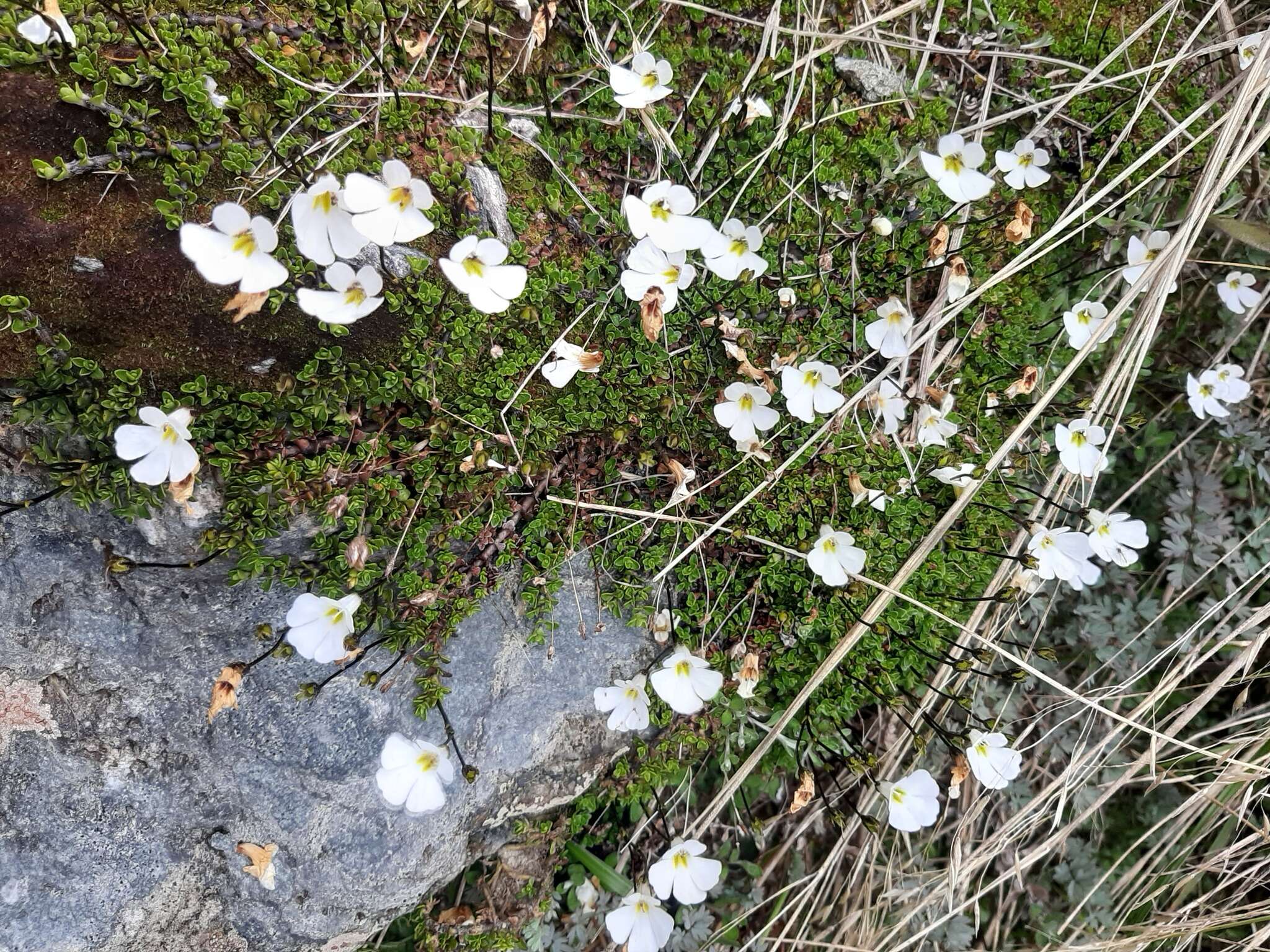 Слика од Ourisia caespitosa Hook. fil.