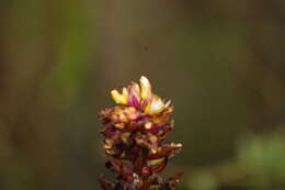Imagem de Elleanthus arpophyllostachys (Rchb. fil.) Rchb. fil.