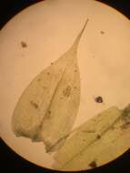 Слика од Scleropodium touretii L. F. Koch 1949