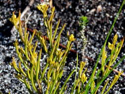 Image of Thesium acuminatum A. W. Hill