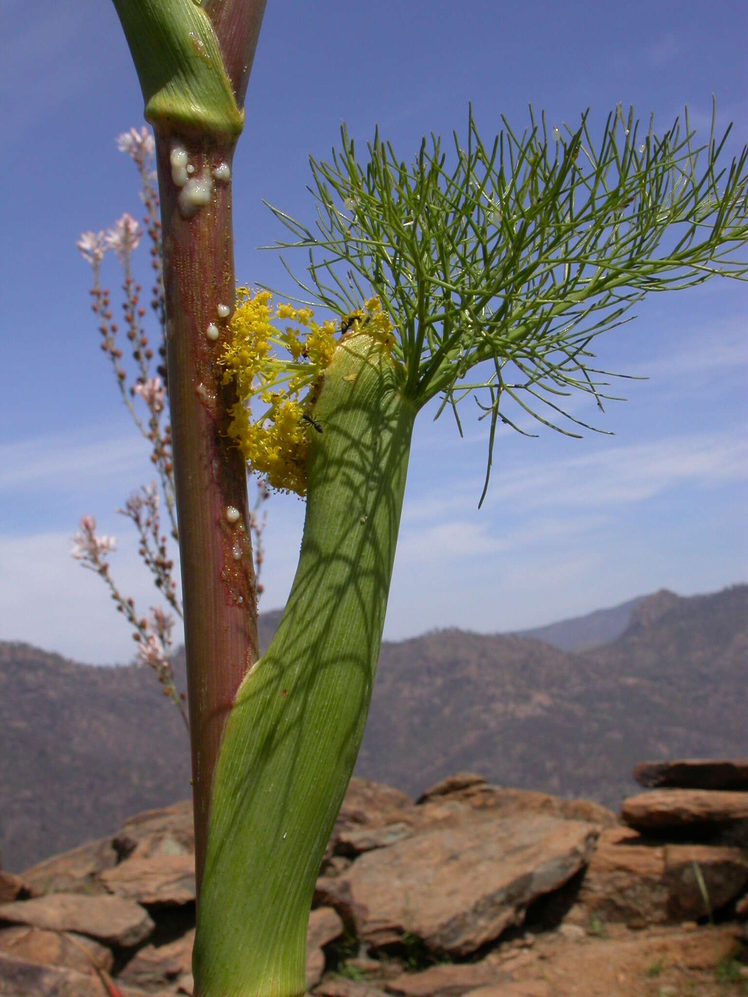 Image of Ferula communis subsp. linkii (Webb) Reduron & Dobignard