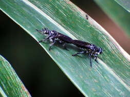 Image of Pogonosoma funebris Hermann 1914