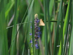 Image of Rare skipper