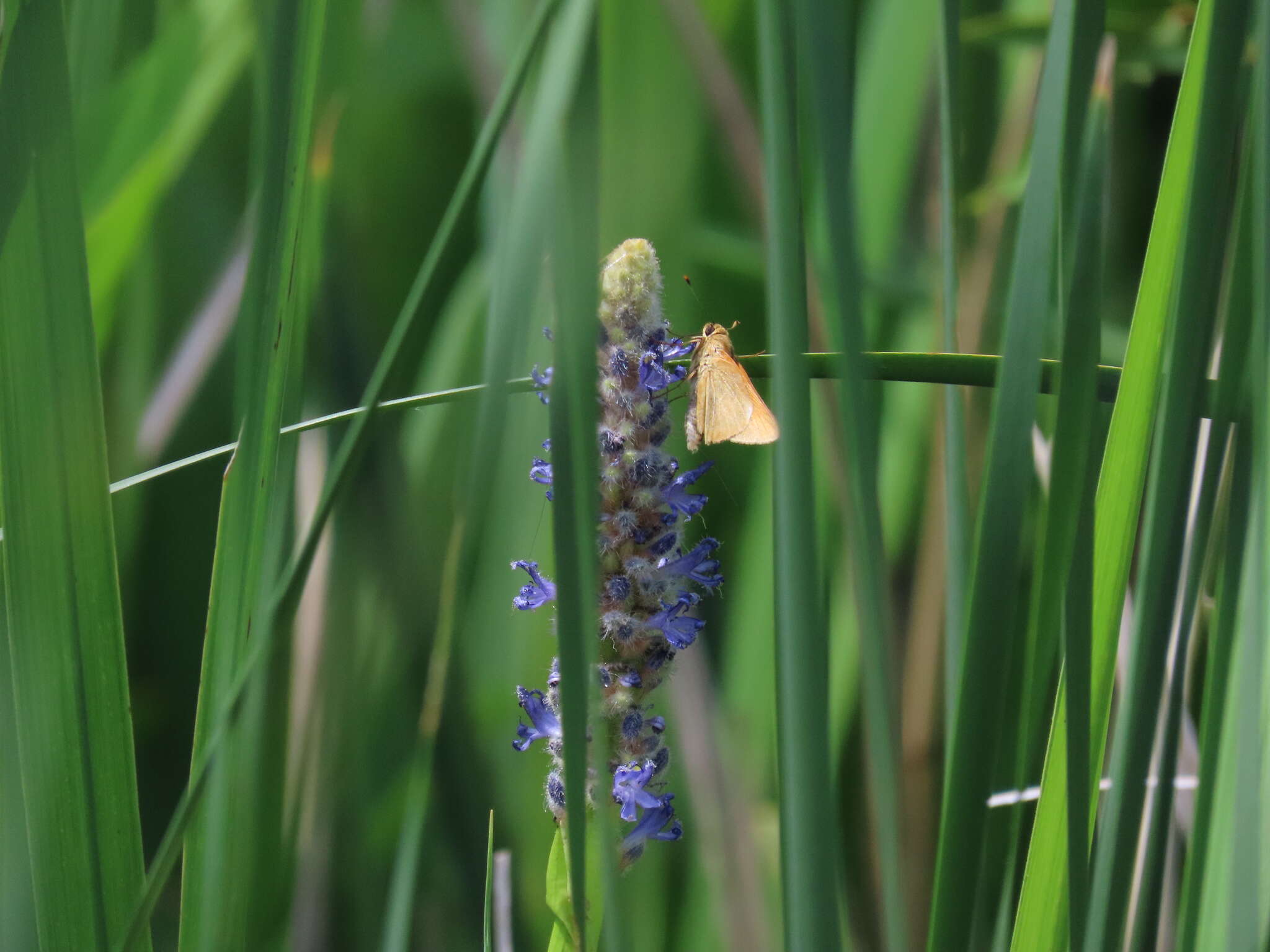 Image of Rare skipper