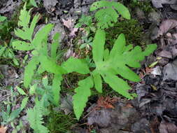 Image of sensitive fern