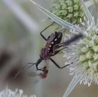 Plancia ëd Rhynocoris erythropus (Linnaeus 1767)