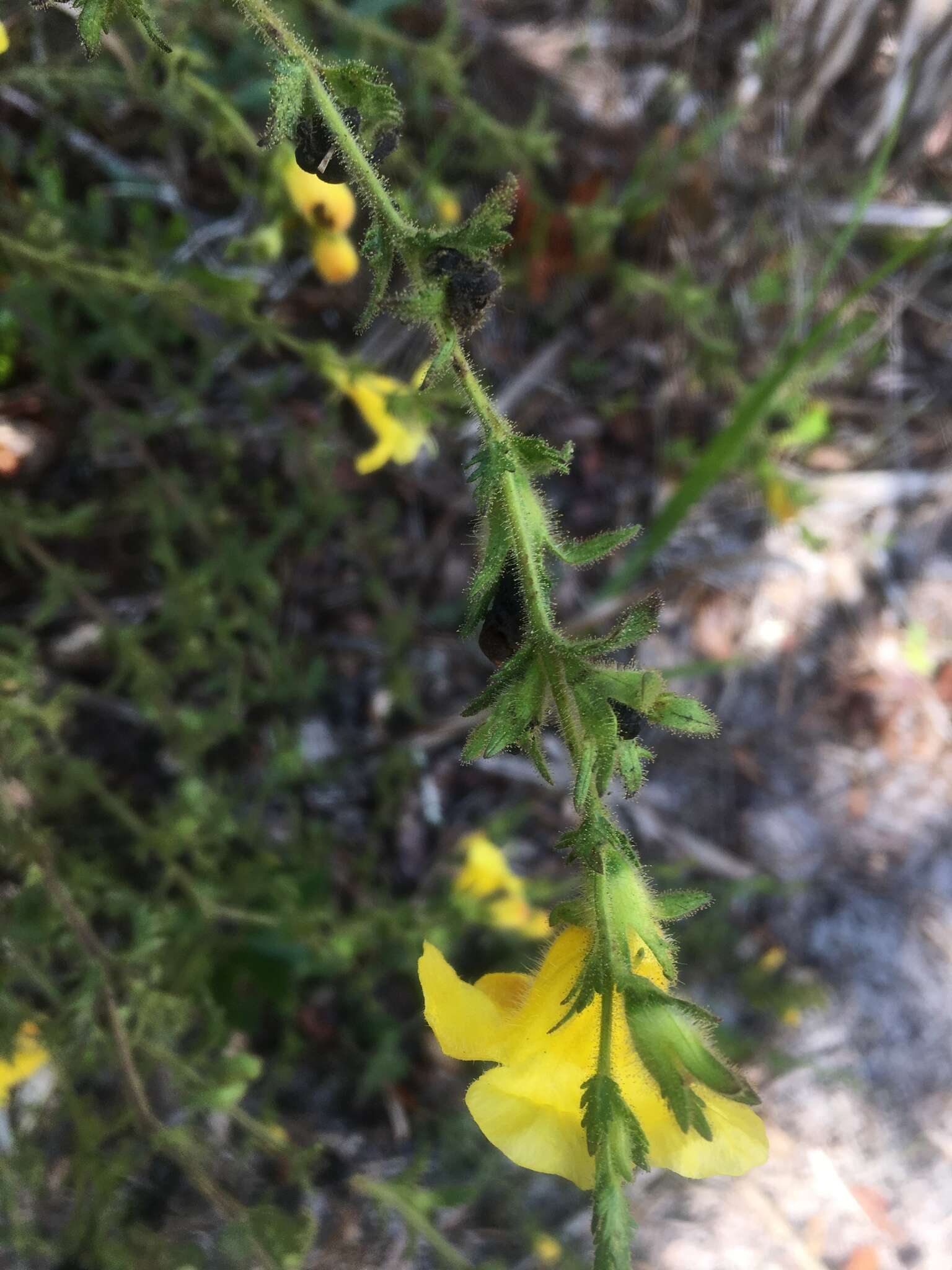 Image of combleaf yellow false foxglove