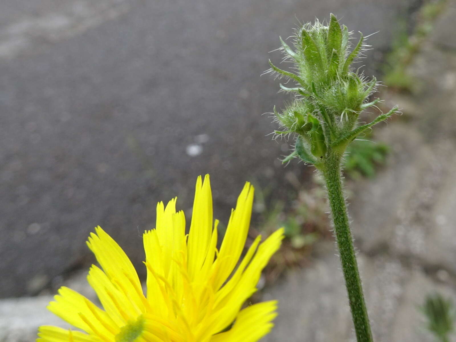 Слика од Picris hieracioides L.