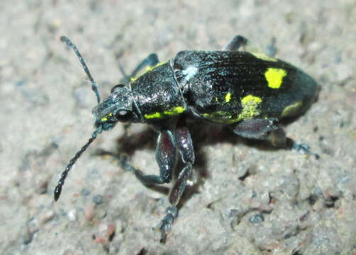 صورة Polyclaeis (Polyclaeis) longicornis Fahraeus 1871