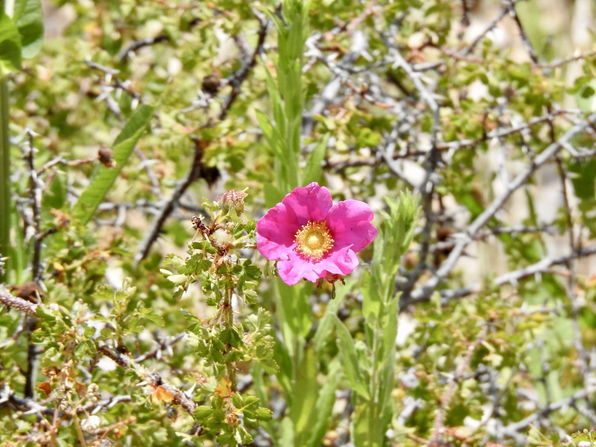 Rosa stellata Woot. resmi