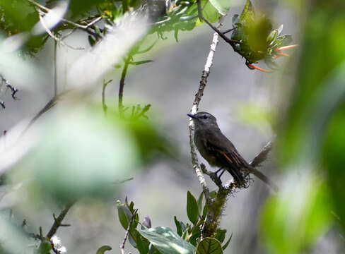 Image of Smoky Bush Tyrant