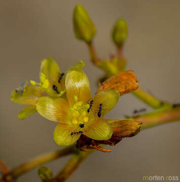 Image of Jatropha unicostata Balf. fil.