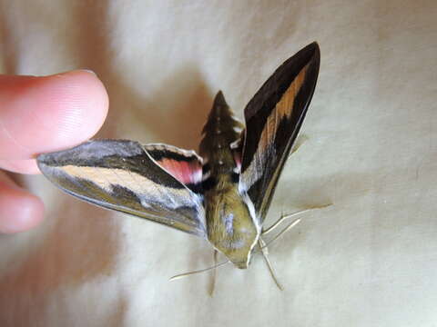 Image of Galium Sphinx