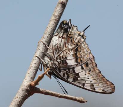 <i>Charaxes <i>achaemenes</i></i> achaemenes resmi