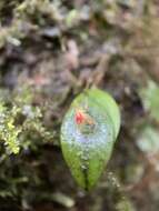 Image of Lepanthes falx-bellica Pupulin & Bogarín