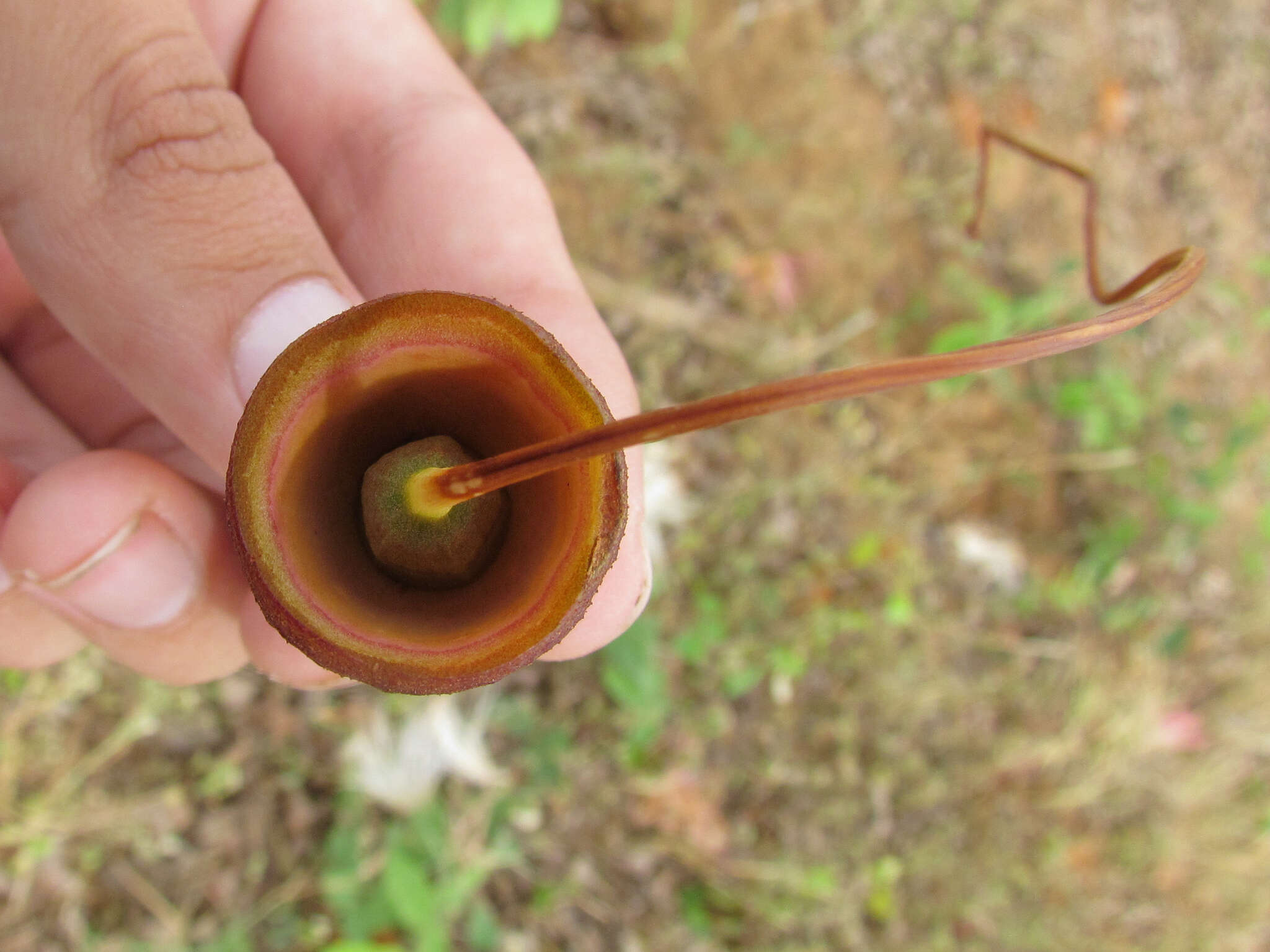 Imagem de Pseudobombax parvifolium Carv.-Sobr. & L. P. Queiroz