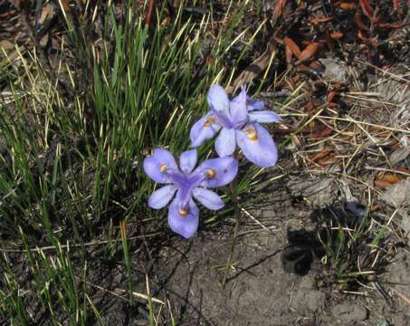 Image of Moraea alpina Goldblatt