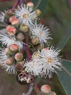 Image of Eucalyptus cephalocarpa Blakely