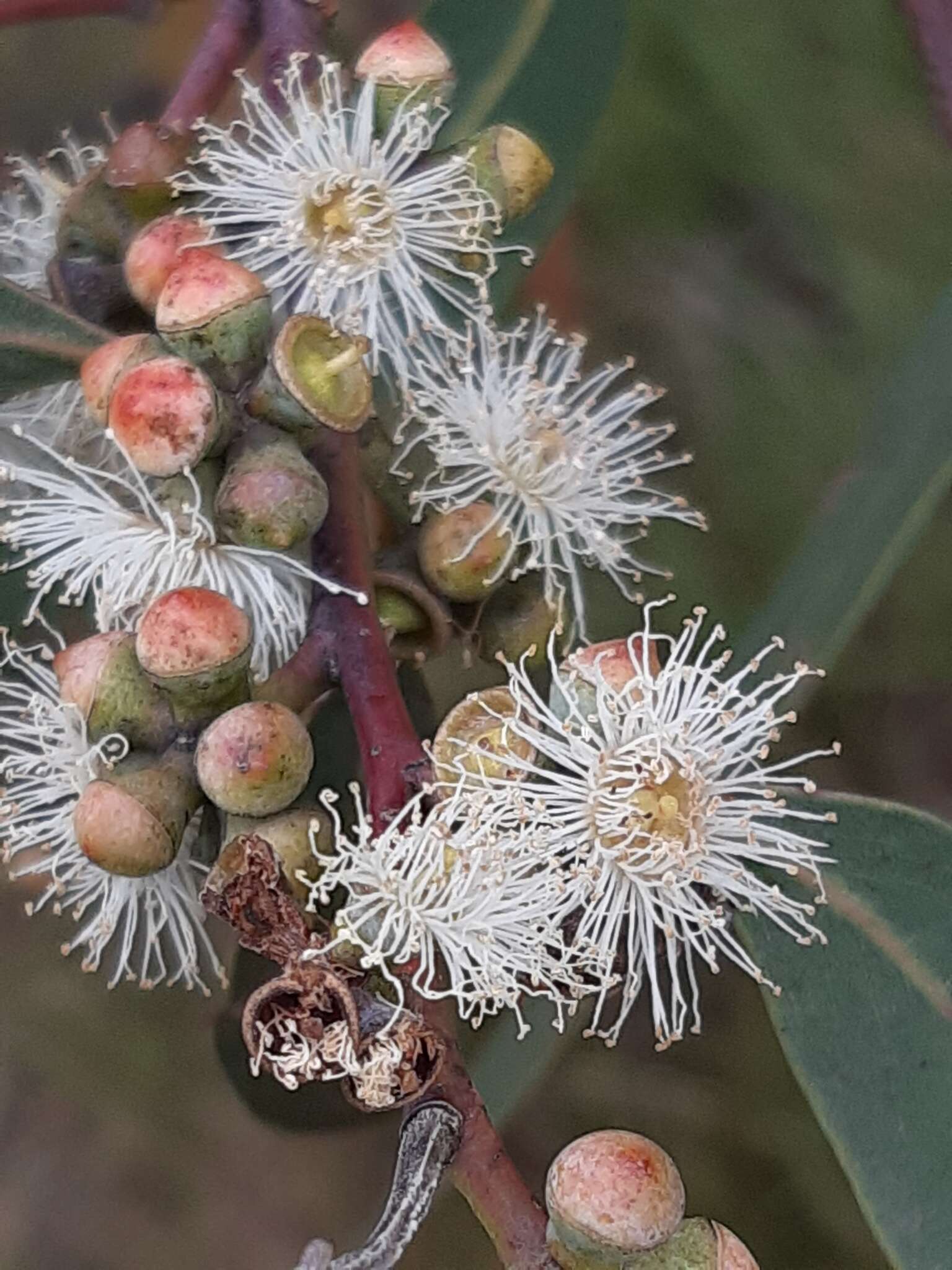 Image of Eucalyptus cephalocarpa Blakely