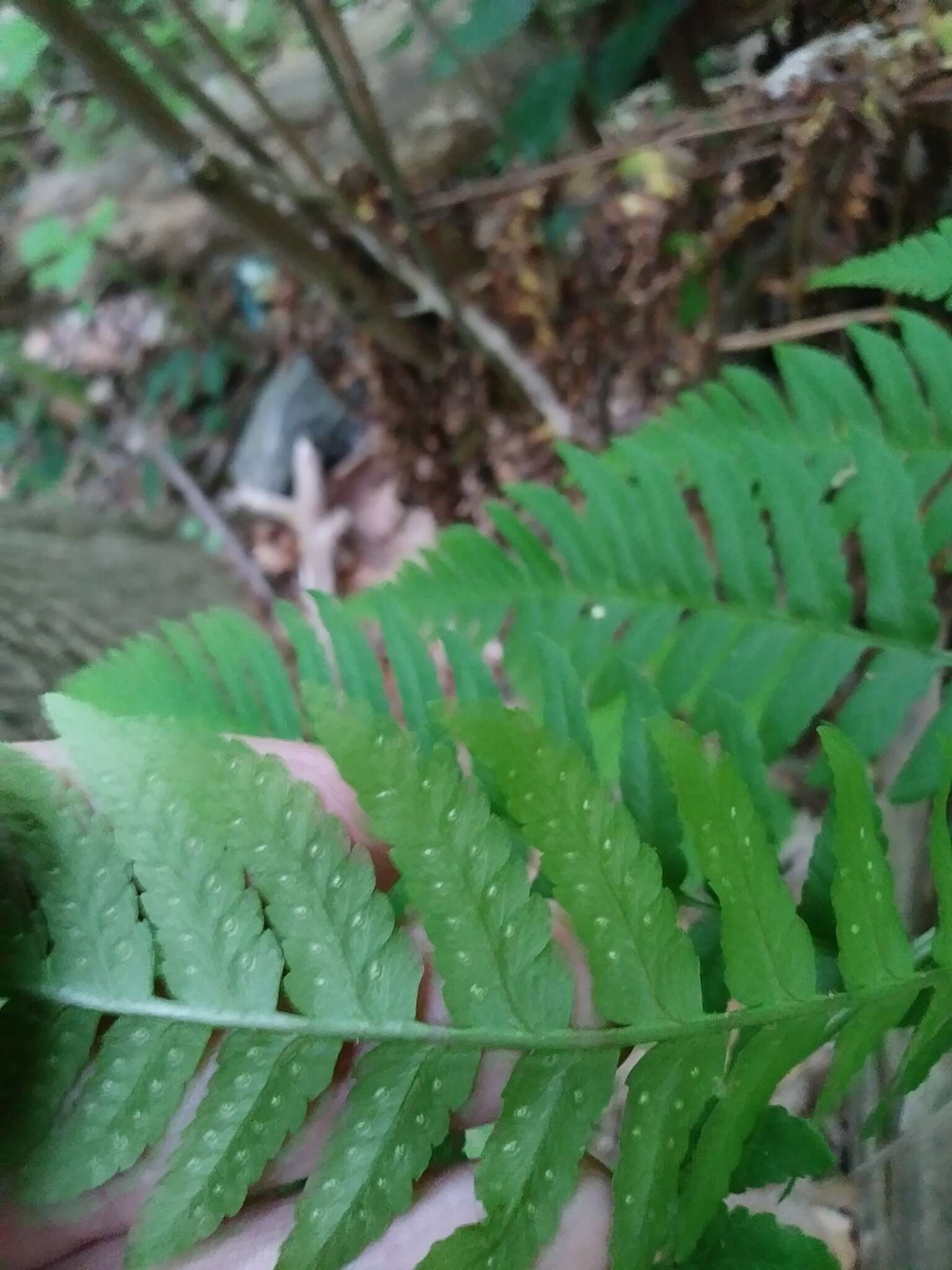 Image de Dryopteris leedsii Wherry