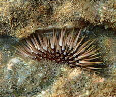 Image of Burrowing urchin