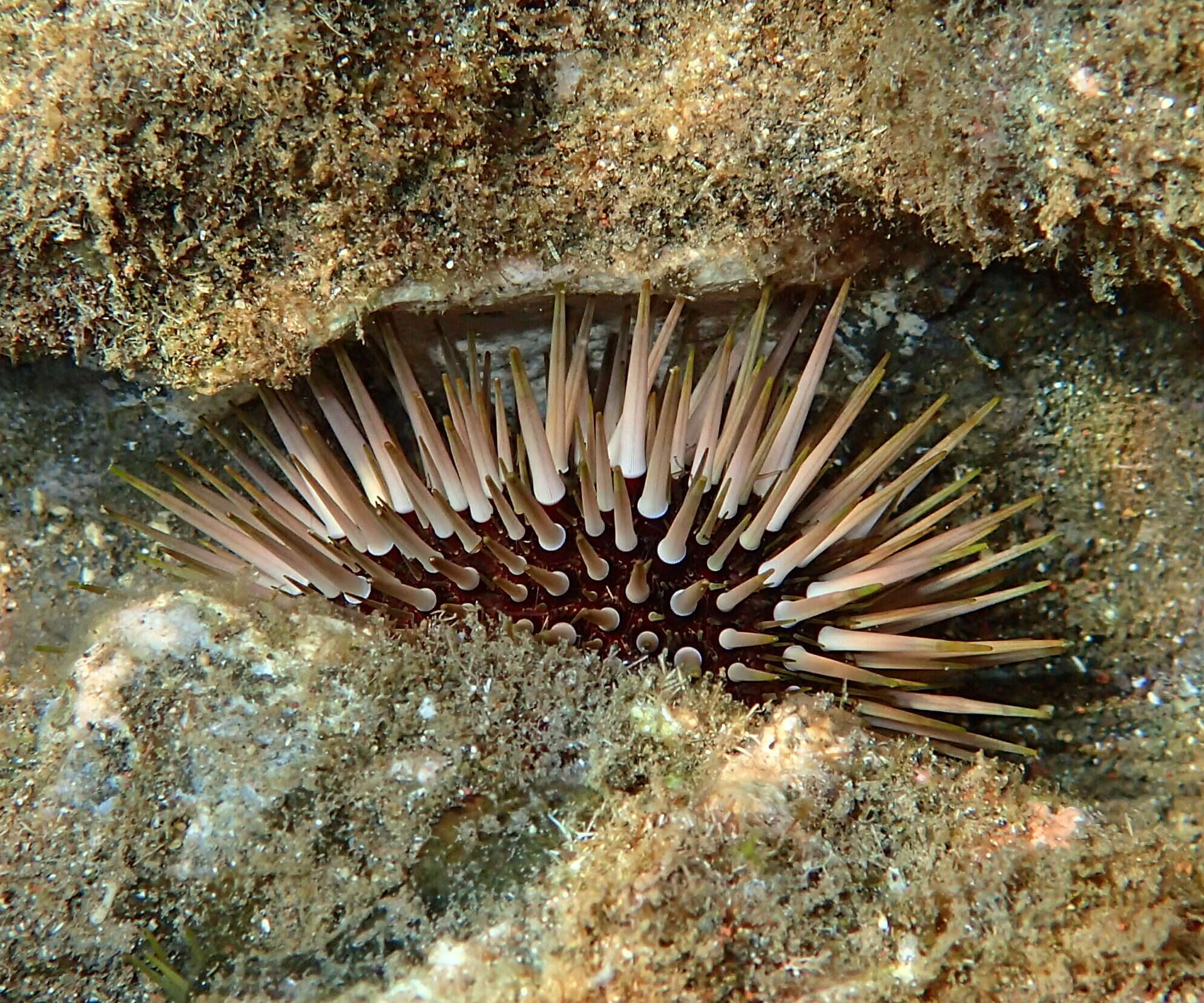 Image of Burrowing urchin