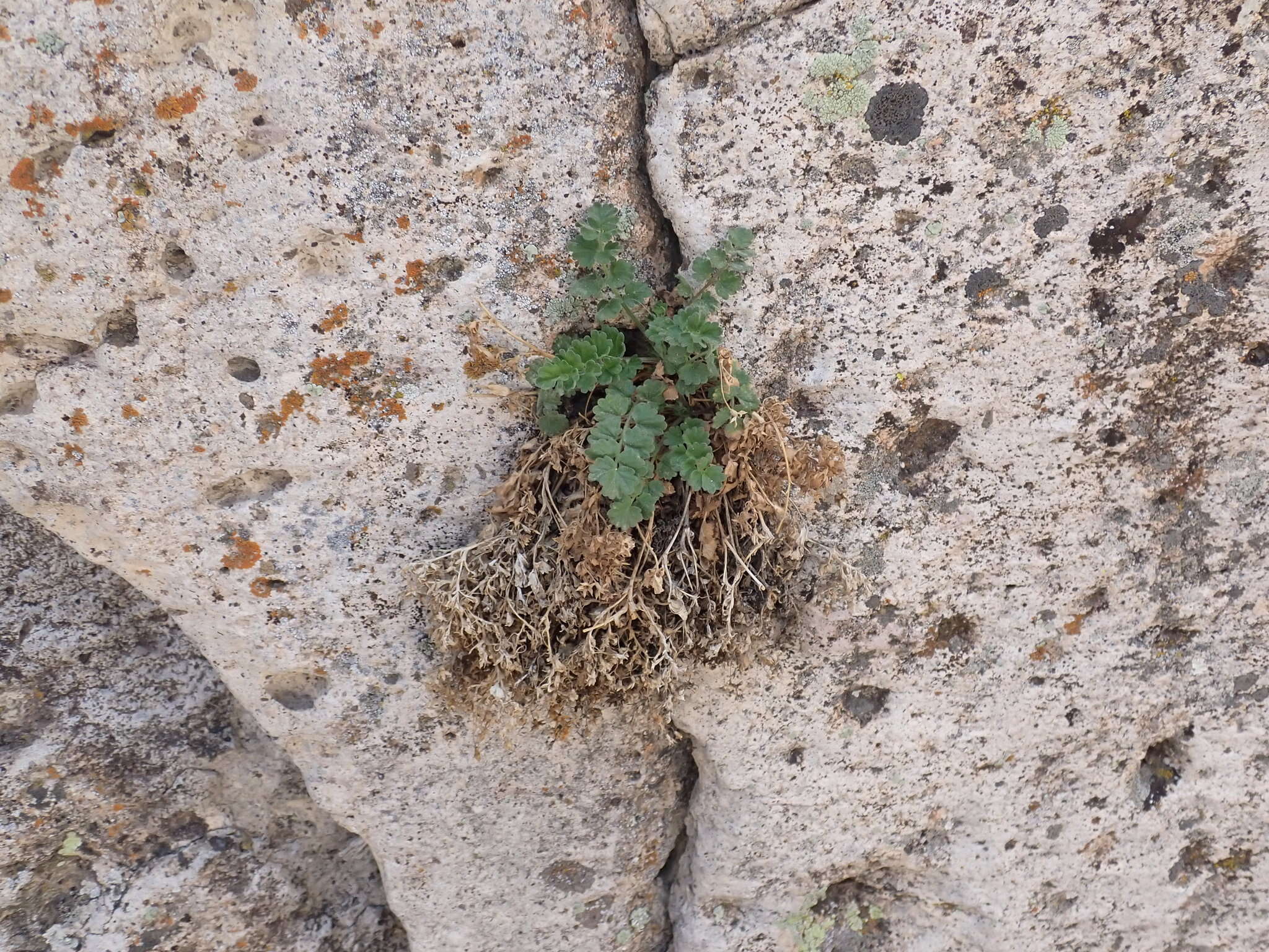 Image de Ivesia arizonica var. saxosa (T. S. Brandegee) B. Ertter