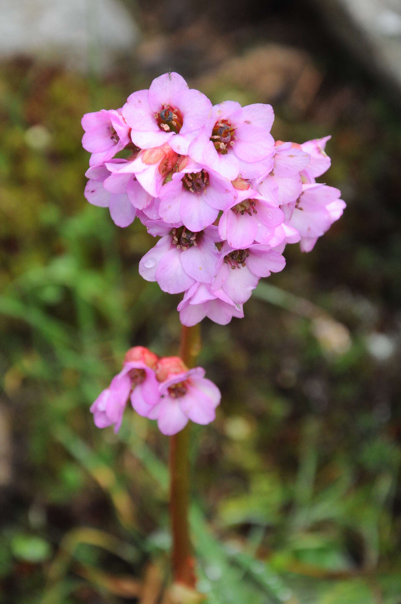 Image of Siberian-tea