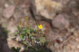 Image of Chaetolepis microphylla (Bonpl.) Miq.