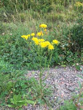 Image of narrowleaf hawksbeard