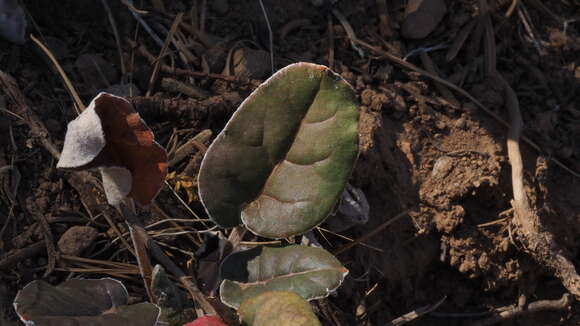 Imagem de Eriogonum nudum var. pauciflorum S. Wats.