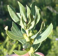 Image of Morella humilis (Cham. & Schltdl.) D. J. B. Killick