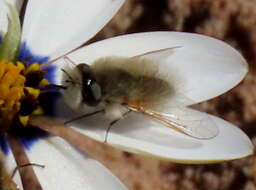 Image of Corsomyza