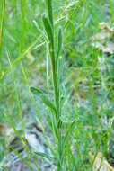 Слика од Erigeron primulifolius (Lam.) Greuter