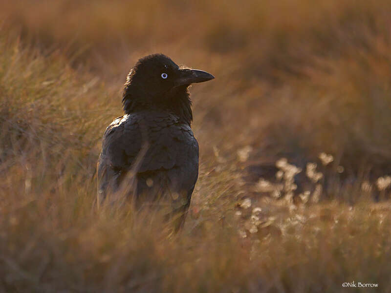 Imagem de Corvus coronoides Vigors & Horsfield 1827