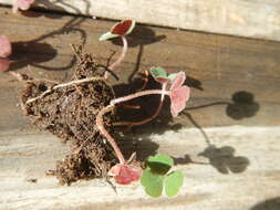 Image of Oxalis eckloniana C. Presl