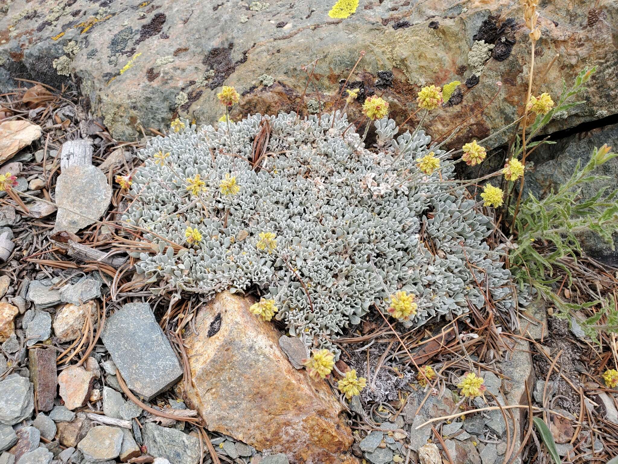 Image of cushion buckwheat