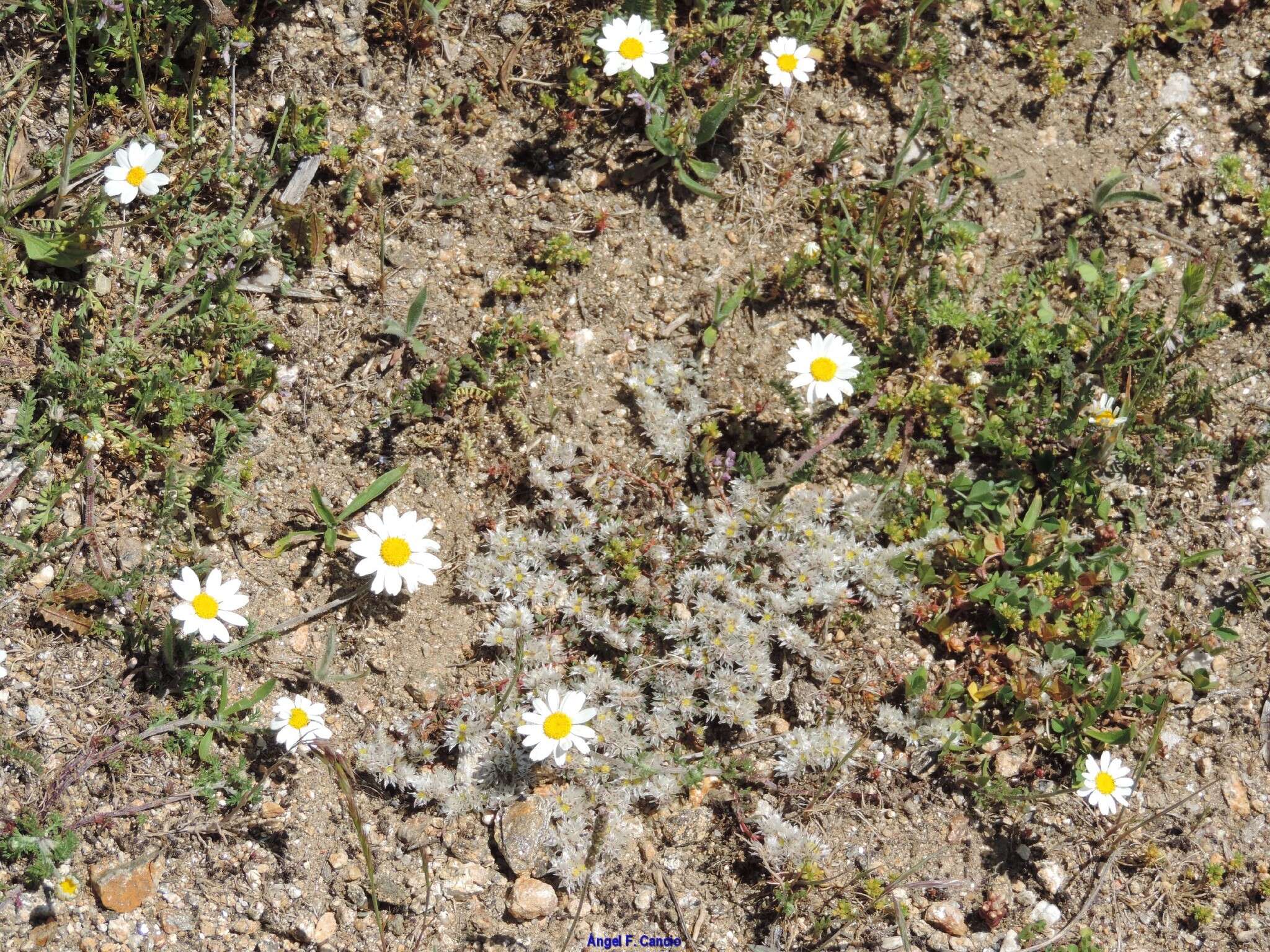 Image of Astragalus pelecinus (L.) Barneby