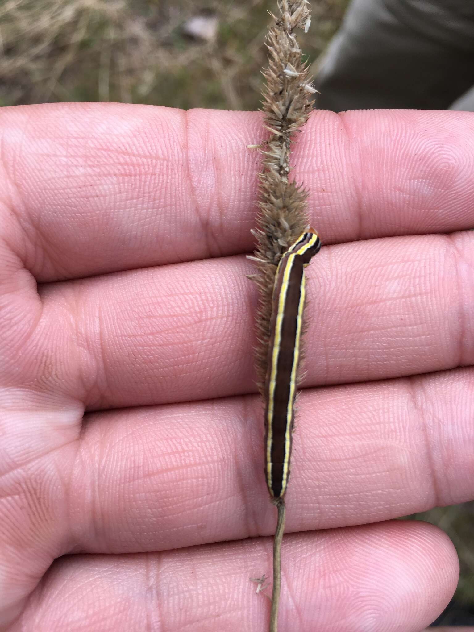 Image of Striped Garden Caterpillar