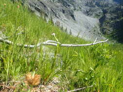 Image of Grants Pass willowherb