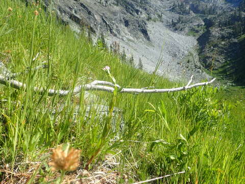 Image of Grants Pass willowherb